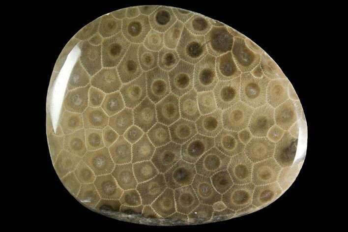 Polished Petoskey Stone (Fossil Coral) - Michigan #156141